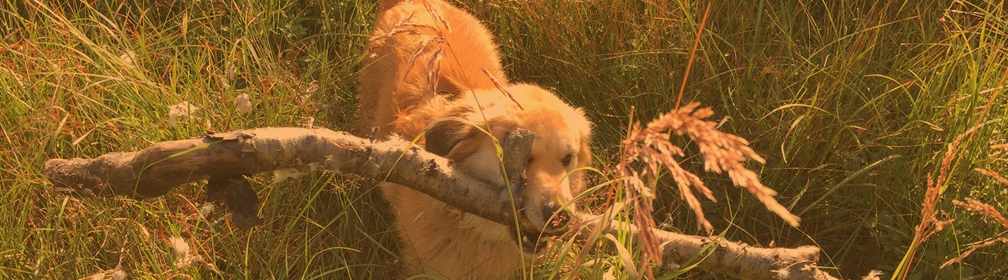 Von Hunden mit kleinen Krönchen