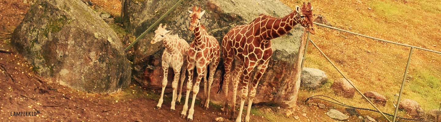 Elternzeit – Bullizeit 6: Tierpark Kolmården – auch bei Regen genial!