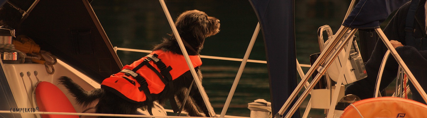 Auf den Lofoten entdeckt - gut ausgerüsteter See-Hund