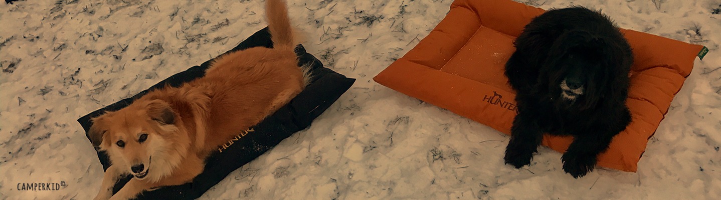 Reisen mit Hund