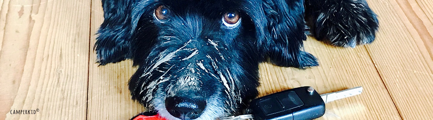 Camping mit Hund – nichts geht ohne Reisecheck